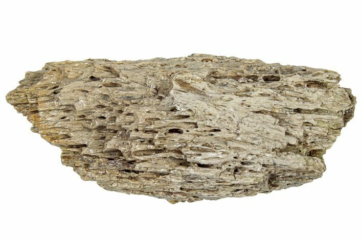 Fossil Tyrannosaur (T rex) Bone Section - Wyoming #309953